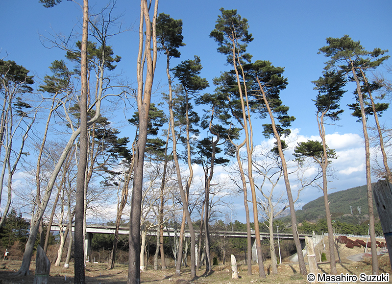 アカマツ Pinus densiflora