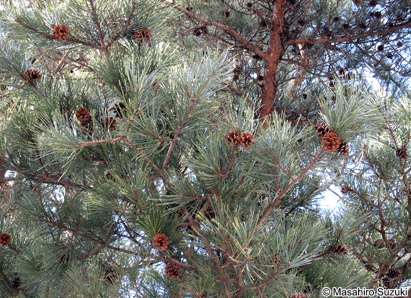 アカマツ Pinus densiflora