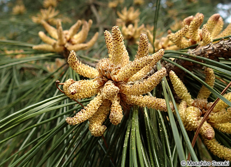アカマツ Pinus densiflora