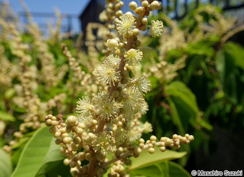 アカメガシワ Mallotus japonicus