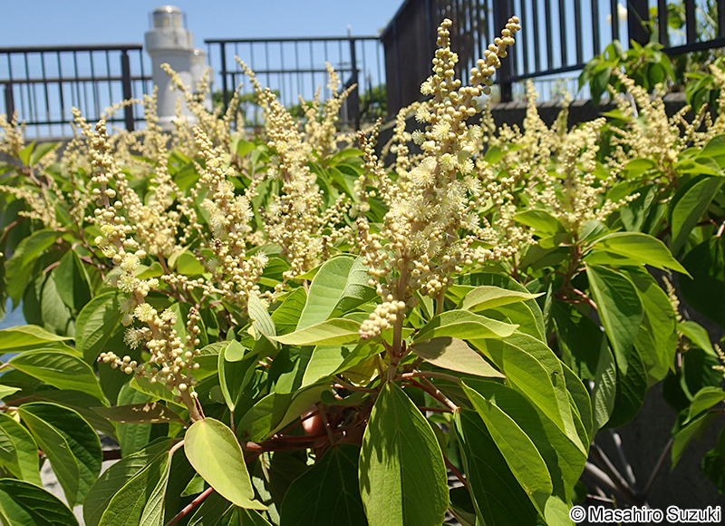 アカメガシワ Mallotus japonicus