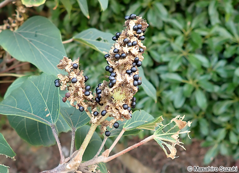 アカメガシワ Mallotus japonicus