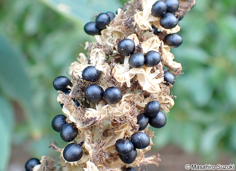 アカメガシワ Mallotus japonicus