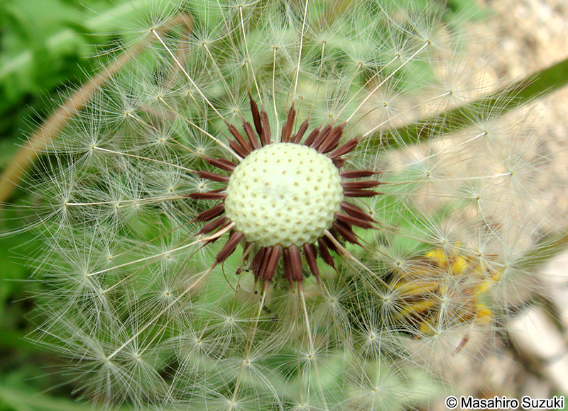 アカミタンポポ Taraxacum laevigatum