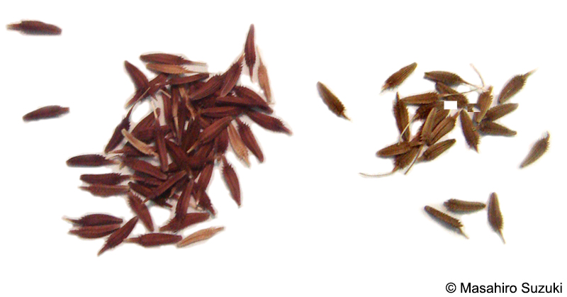 アカミタンポポとセイヨウタンポポの種子