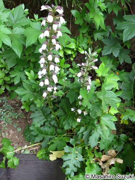 ハアザミ（アカンサス） Acanthus mollis