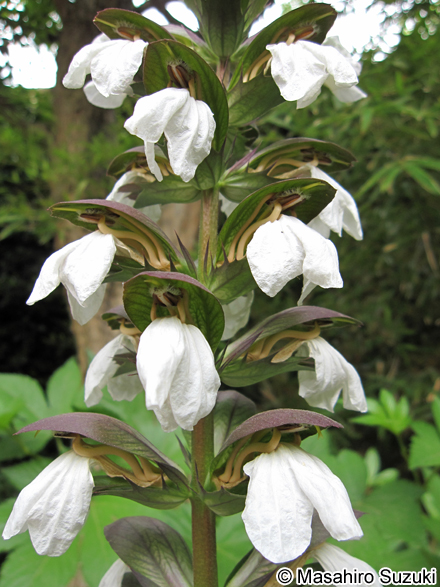 ハアザミ（アカンサス） Acanthus mollis