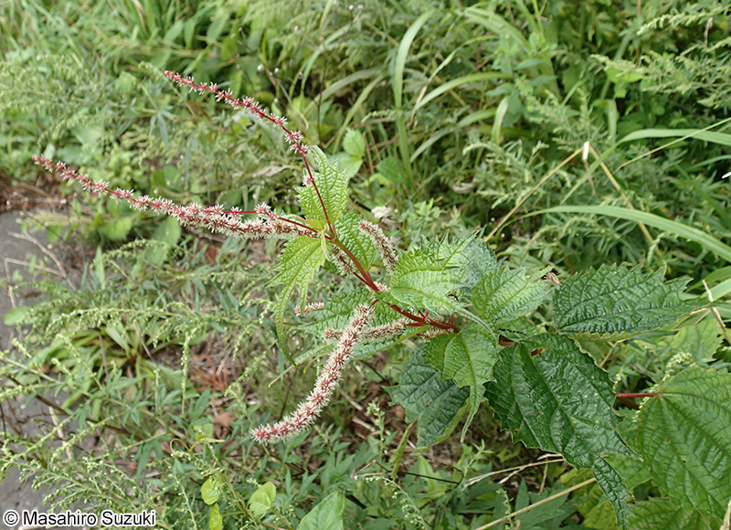 アカソ Boehmeria silvestrii