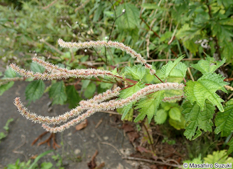 アカソ Boehmeria silvestrii