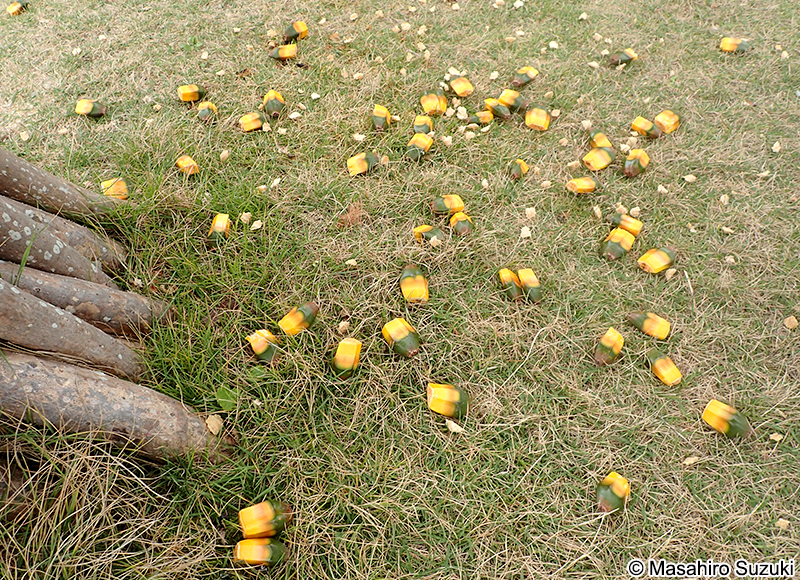 アカタコノキ Pandanus utilils