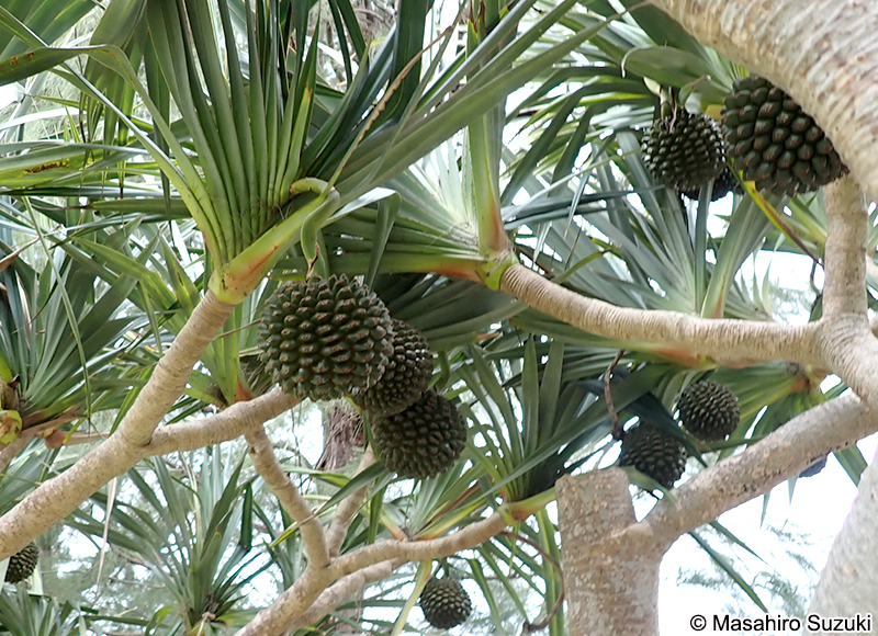 アカタコノキ Pandanus utilils