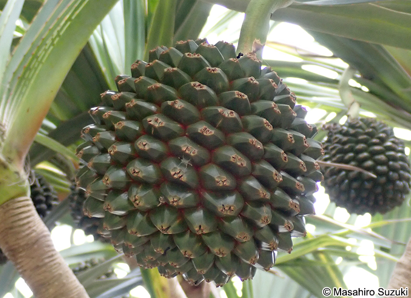 アカタコノキ Pandanus utilils