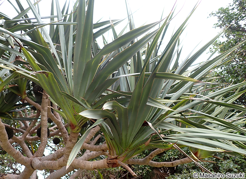 アカタコノキ Pandanus utilils