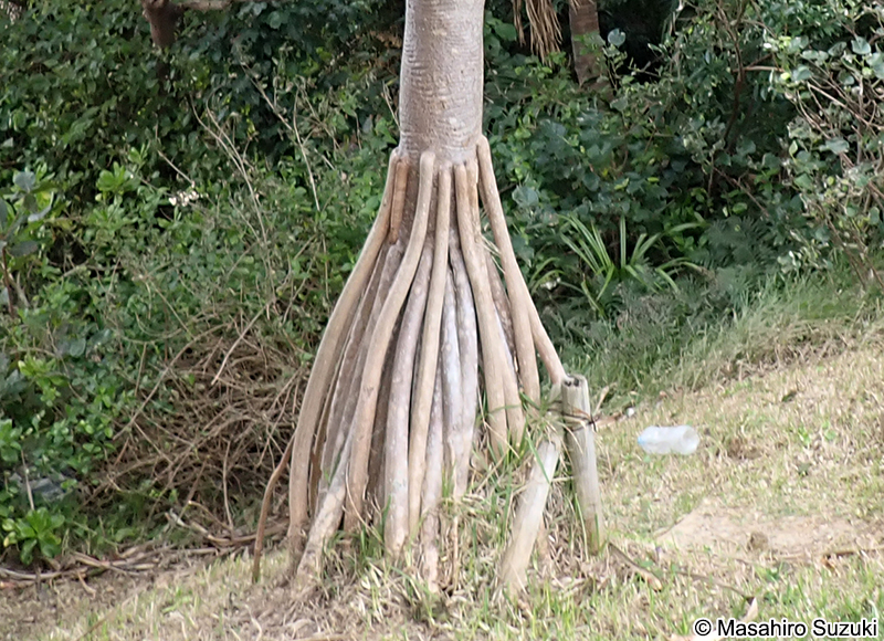 アカタコノキ Pandanus utilils