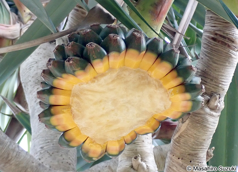 アカタコノキ Pandanus utilils