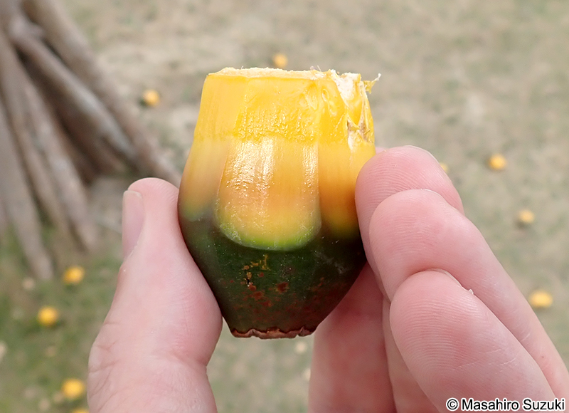 アカタコノキ Pandanus utilils