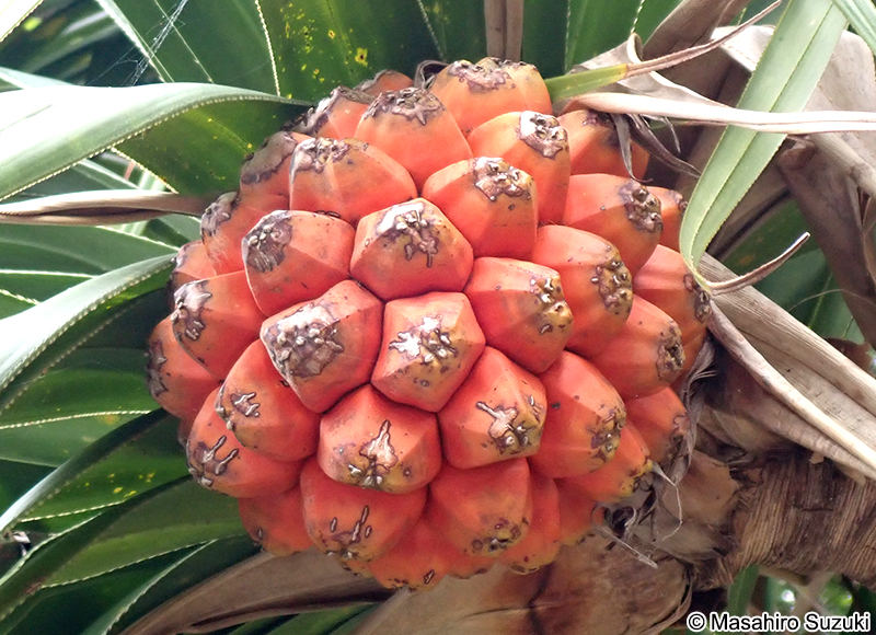 アカタコノキ Pandanus utilils