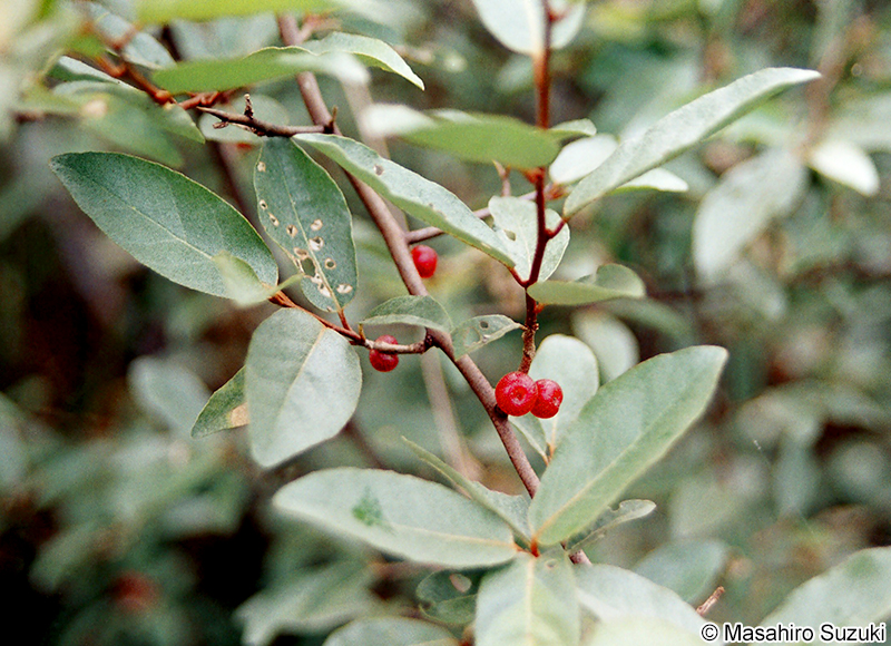 アキグミ Elaeagnu umbellata