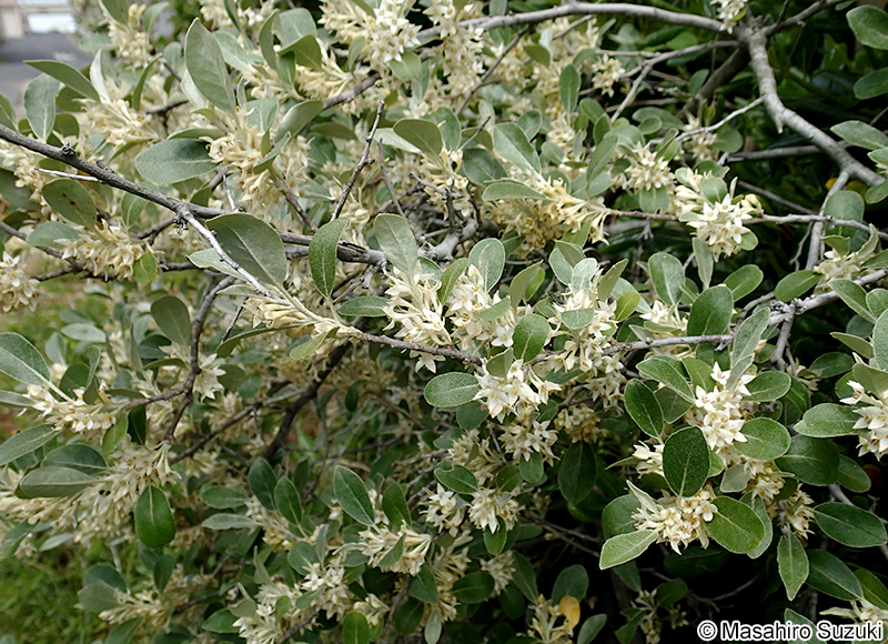 アキグミ Elaeagnu umbellata