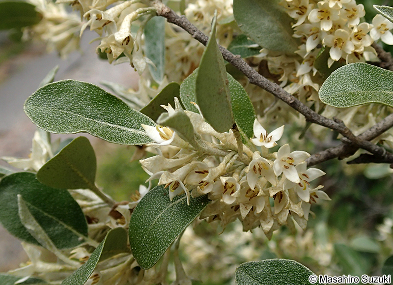 アキグミ Elaeagnu umbellata