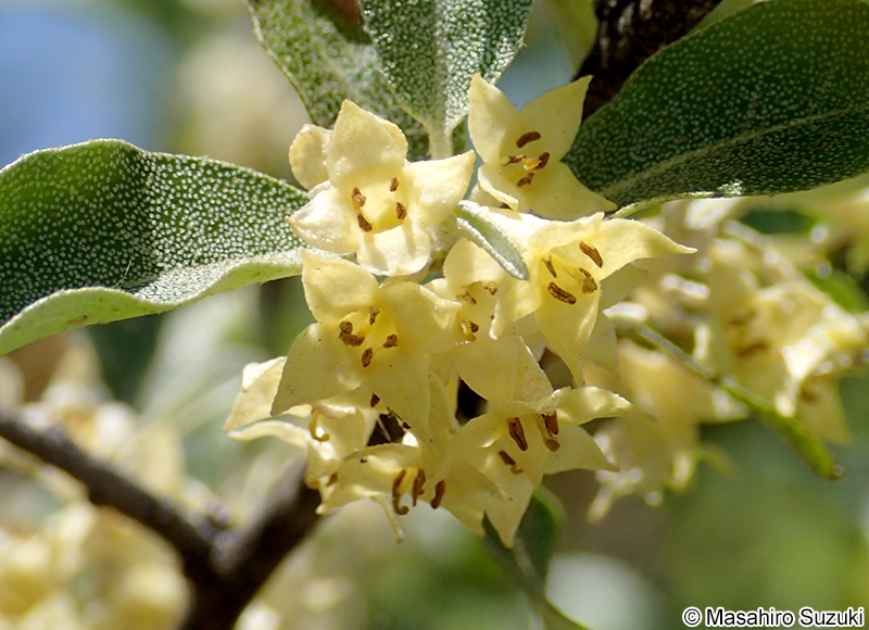 アキグミ Elaeagnu umbellata