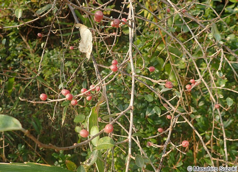 アキグミ Elaeagnu umbellata