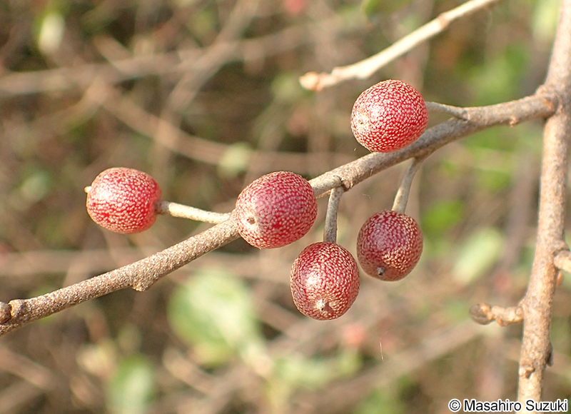 アキグミの果実