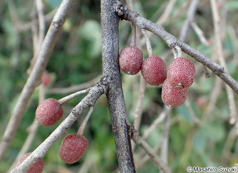 アキグミの果実