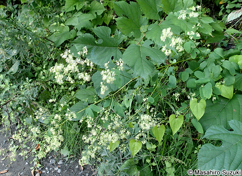 アキカラマツ Thalictrum minus var. hypoleucum