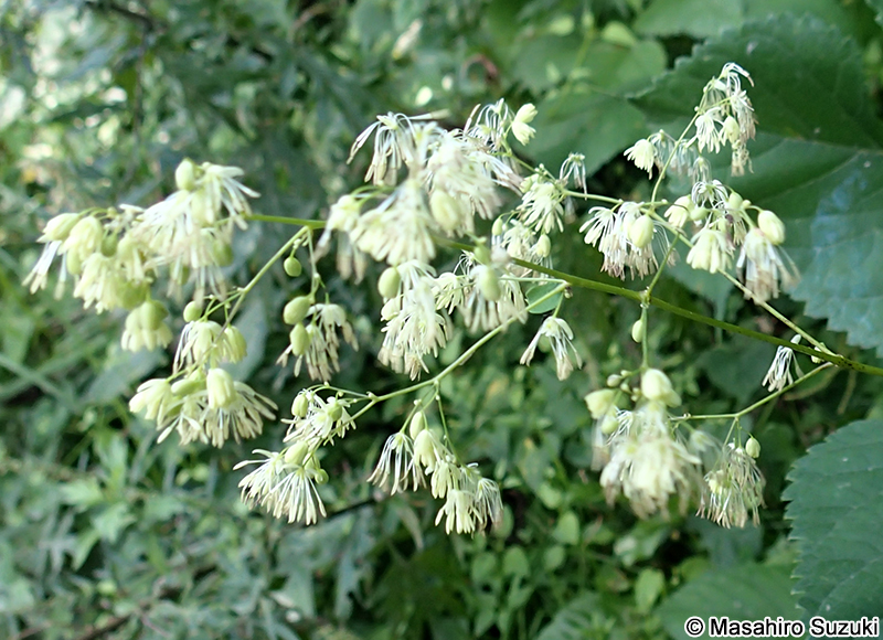 アキカラマツ Thalictrum minus var. hypoleucum