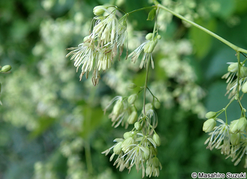 アキカラマツ Thalictrum minus var. hypoleucum