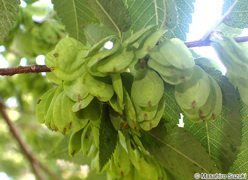 アキニレの果実