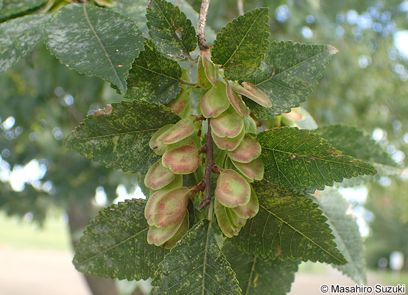 アキニレ Ulmus parvifolia
