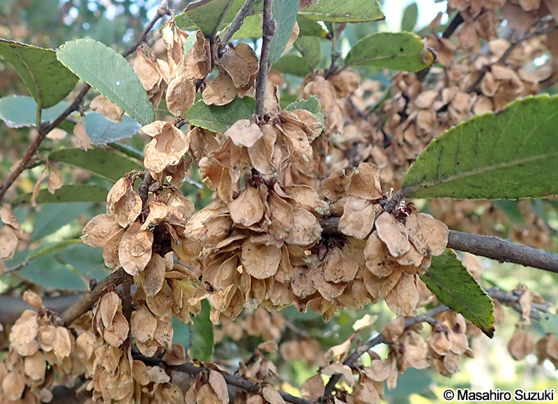 アキニレの果実