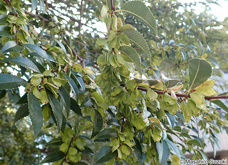 アキニレの果実