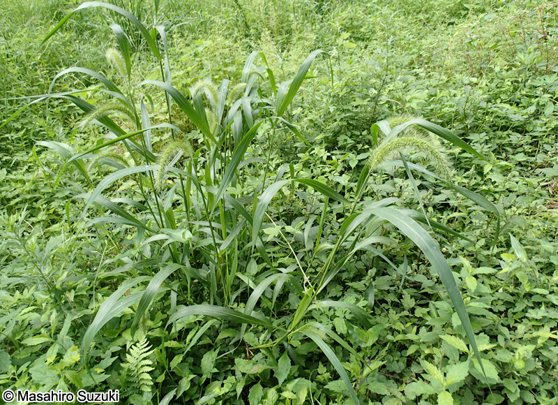 アキノエノコログサ Setaria faberi