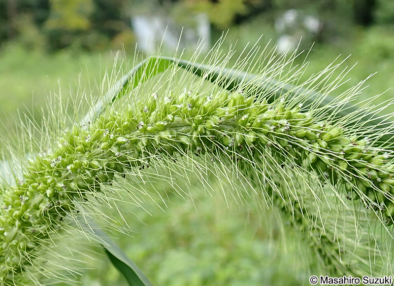 アキノエノコログサ Setaria faberi