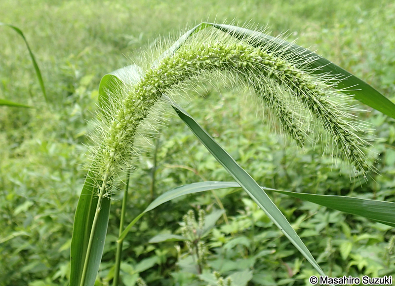 アキノエノコログサ Setaria faberi