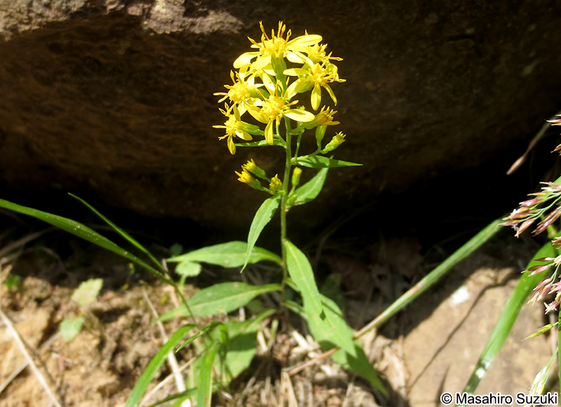 アキノキリンソウ Solidago virgaurea var. asiatica
