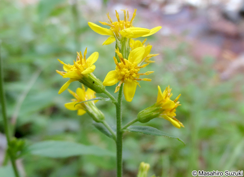 アキノキリンソウ Solidago virgaurea var. asiatica