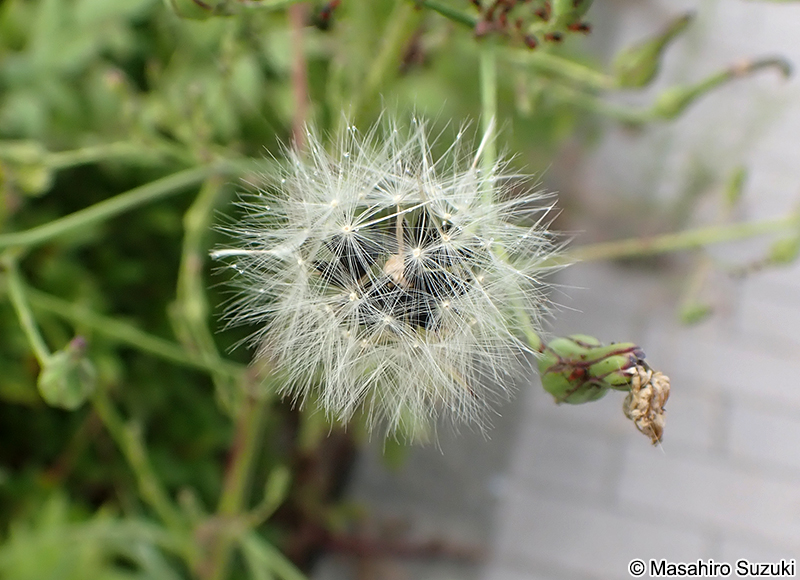 アキノノゲシ Lactuca indica