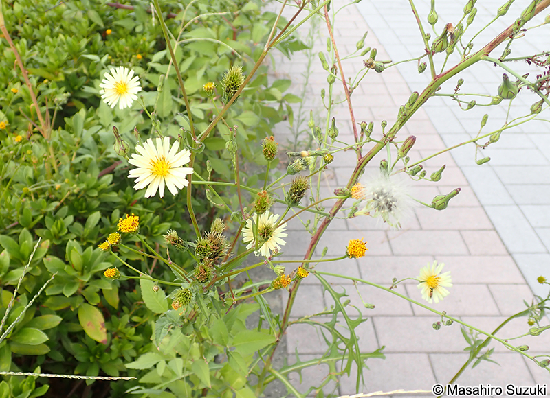 アキノノゲシ Lactuca indica