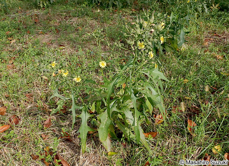 アキノノゲシ Lactuca indica