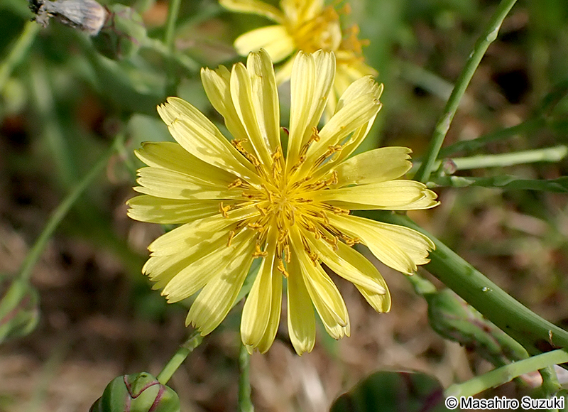 アキノノゲシ Lactuca indica
