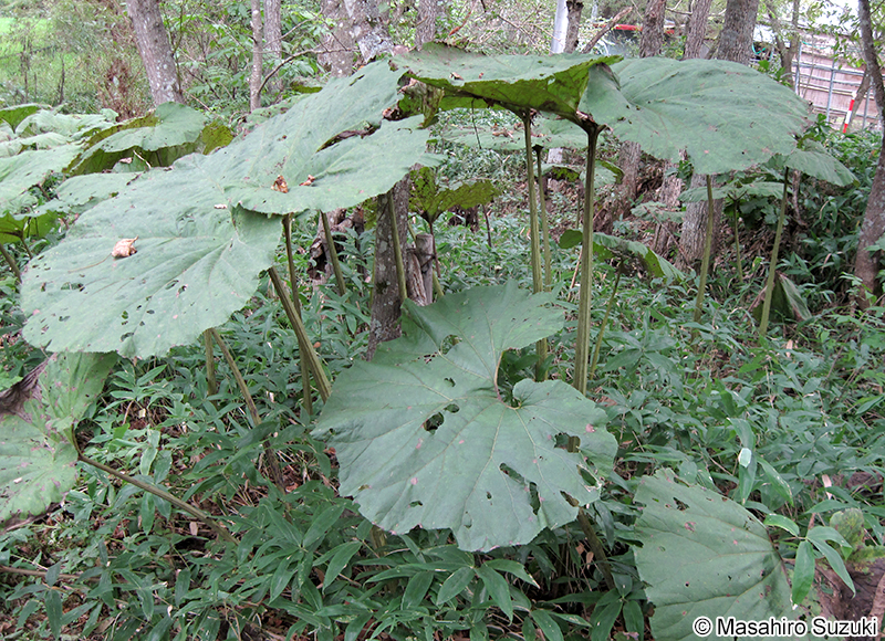 アキタブキ Petasites japonicus subsp. giganteus