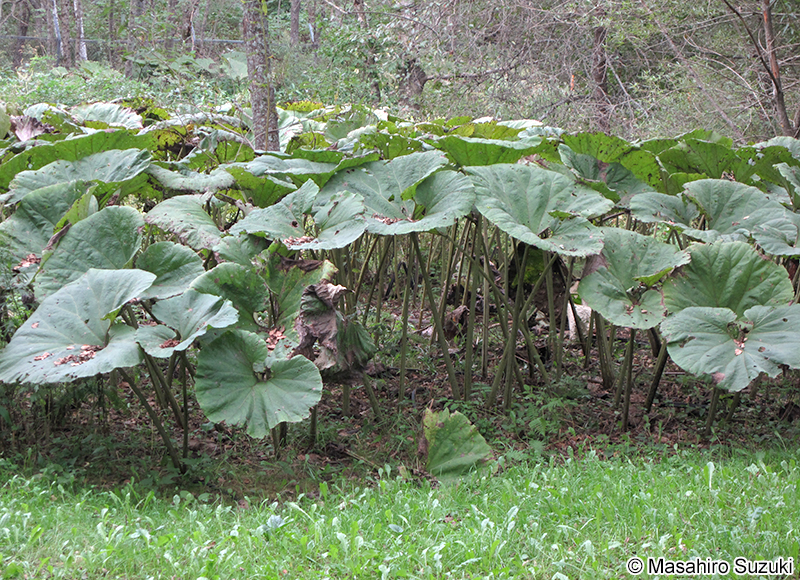 アキタブキ Petasites japonicus subsp. giganteus