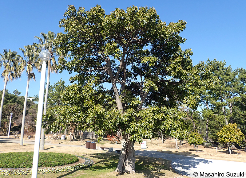 アコウ Ficus superba var. japonica