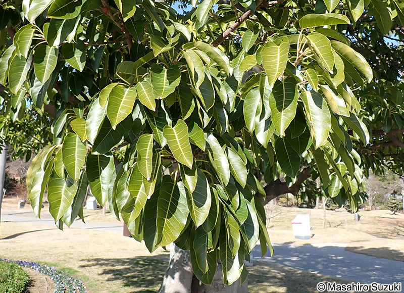 アコウ Ficus superba var. japonica