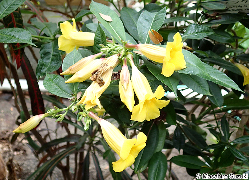 アリアケカズラ（アラマンダ） Allamanda