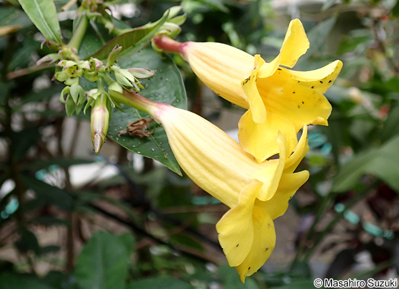 アリアケカズラ（アラマンダ） Allamanda